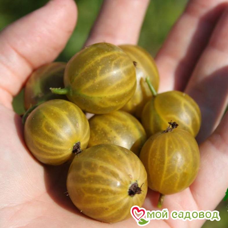 Крыжовник Алтайский номерной