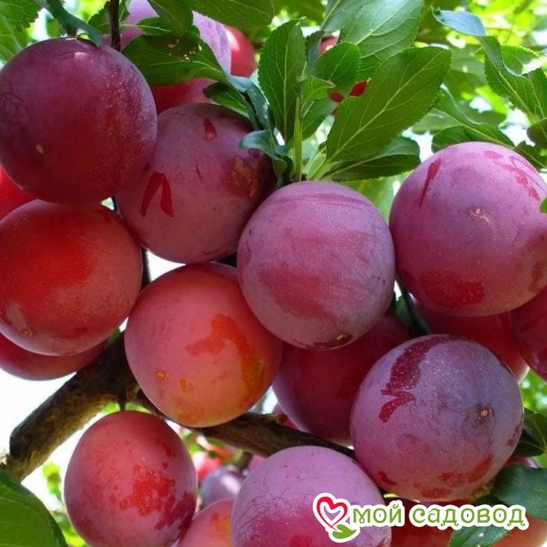 Слива Ренклод альтана