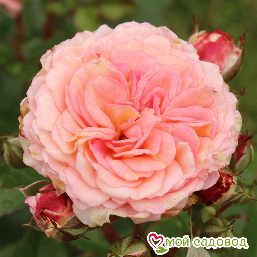 Роза Амаретто