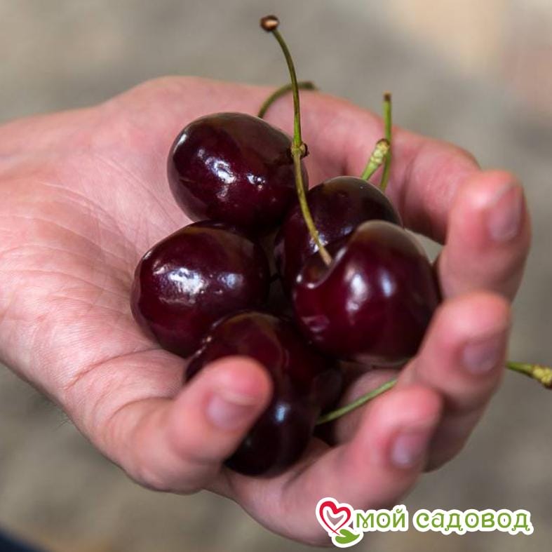 Черешня Бычье сердце