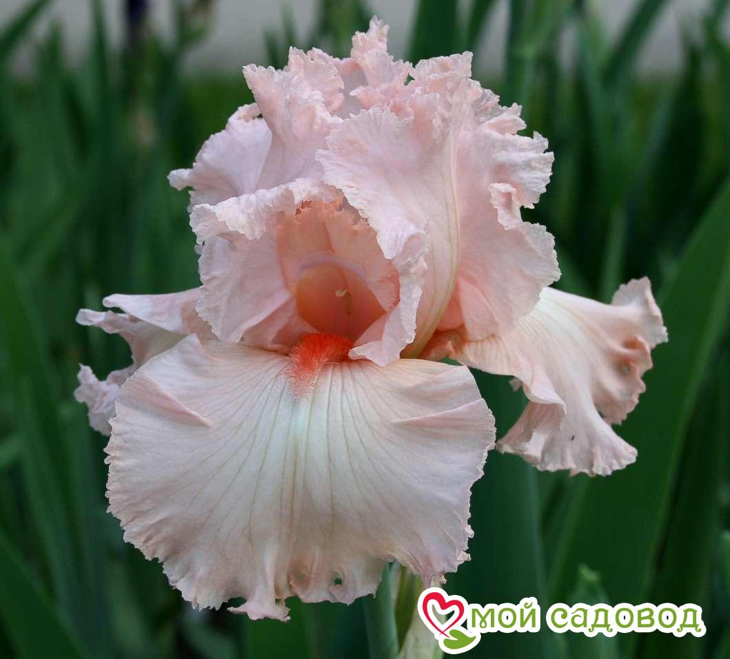 ИРИС ГЕРМАНСКИЙ ПАРАДАЙЗ