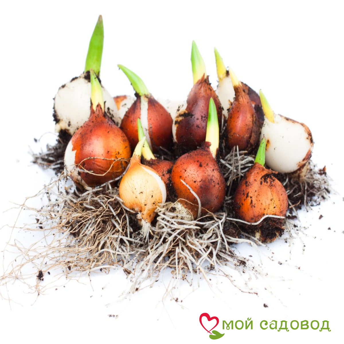 Тюльпан Фламинго