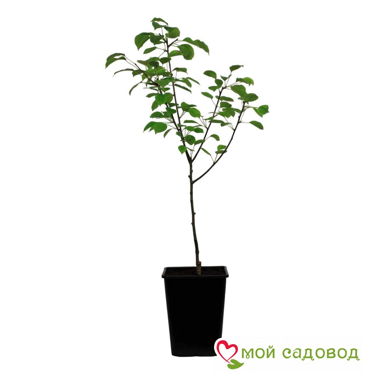 Груша Конференция