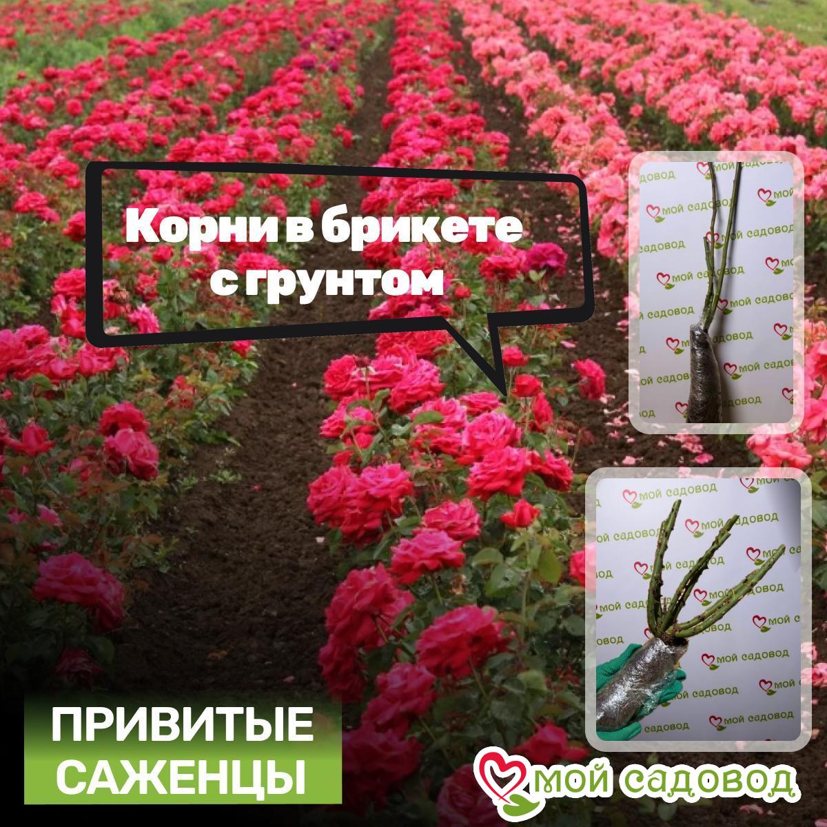 Роза чайно-гибридная Токио Дэн